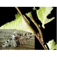 Peppered Moth betularia Pupae Peppered Moth betularia Pupae